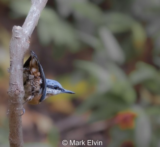 Nuthatch (Sitta europaea) Mark Elvin