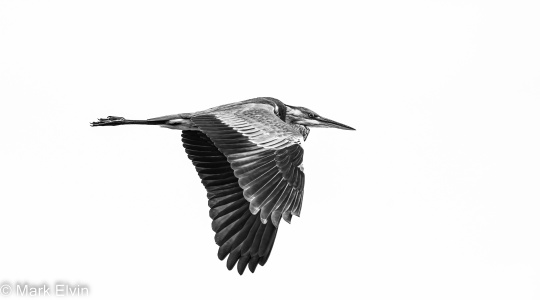 Grey Heron - High Key - Mark Elvin