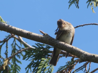 spotted flycatcher (Muscicapa striata) Kenneth Noble