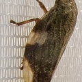 Alder spittlebug (Aphrophora alni) Kenneth Noble