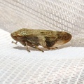 Alder spittlebug (Aphrophora alni) Kenneth Noble