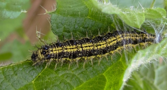 small tortoiseshell larva (Aglais urticae) Kenneth Noble