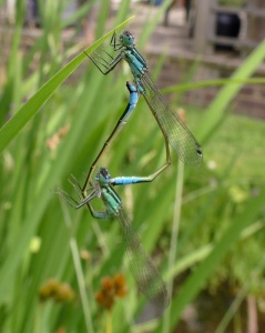 blue-tailed damselflies (Ischnura elegans) Kenneth Noble