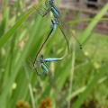 blue-tailed damselflies (Ischnura elegans) Kenneth Noble