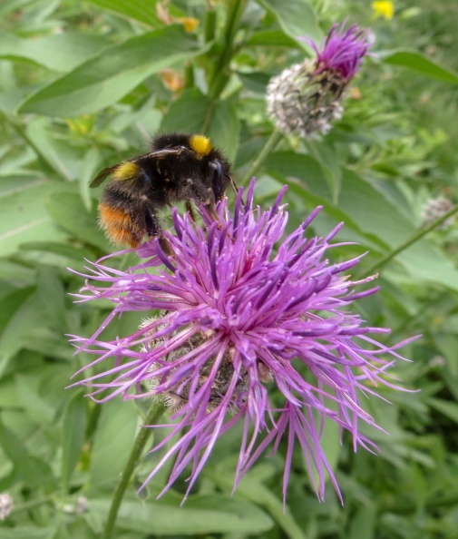 early bumblebee ex IMG_19674_edited.jpg