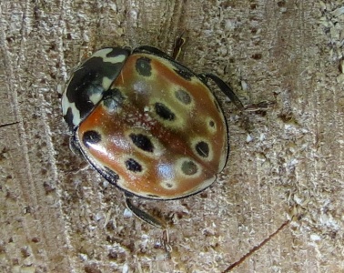 Eyed ladybird (Anatis ocellata) Kenneth Noble