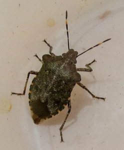 bronze shieldbug (Troilus luridus) Kenneth Noble