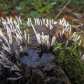 Candlesnuff fungus (Xylaria hypoxylon) Kenneth Noble