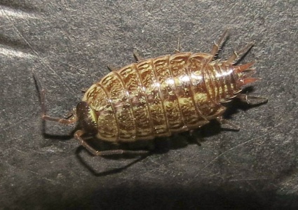 common striped woodlouse (Philoscia muscorum) Kenneth Noble