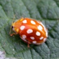 orange ladybird (Halyzia sedecimguttata) Kenneth Noble