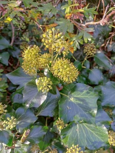 ivy (Hedera) Kenneth Noble