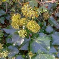 ivy (Hedera) Kenneth Noble