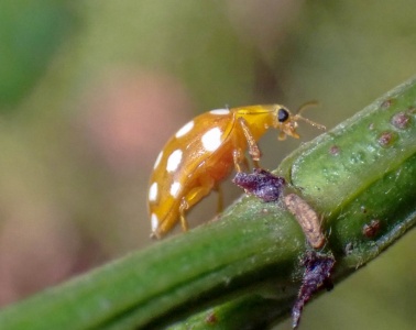 orange ladybird (Halyzia sedecimguttata) Kenneth Noble