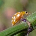 orange ladybird (Halyzia sedecimguttata) Kenneth Noble