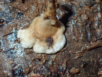 Crimped gill (Plicaturopsis crispa) Kenneth Noble