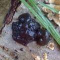 warlock's butter (Exidia plana) Kenneth Noble