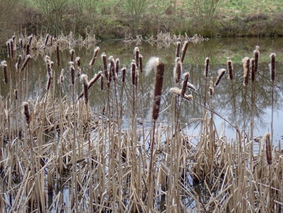 Greater reedmace (Typha latifoli) Kenneth Noble