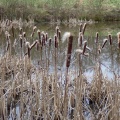 Greater reedmace (Typha latifoli) Kenneth Noble