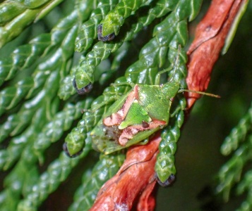 Juniper shieldbug Cyphostethus tristriatus) Kenneth Noble