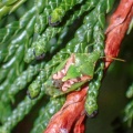 Juniper shieldbug Cyphostethus tristriatus) Kenneth Noble