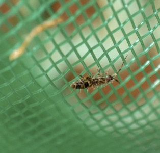 Orchesella villosa - Kenneth Noble