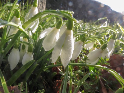 snowdrop (Galanthus) Kenneth Noble