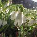snowdrop (Galanthus) Kenneth Noble