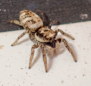 Salticus scenicus (prob) - Kenneth Noble