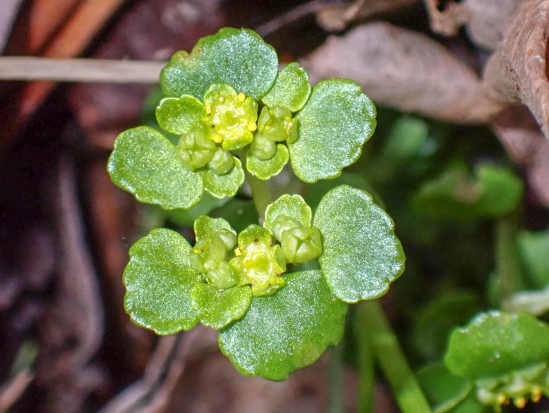 Chrysosplenium oppositifolium ex P2250002_edited.jpg