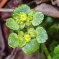opposite-leaved golden saxifrage (Chrysosplenium oppositifolium) Kenneth Noble