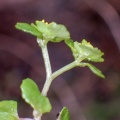 opposite-leaved golden saxifrage (Chrysosplenium oppositifolium) Kenneth Noble