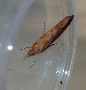 Ypsolopha ustella - Kenneth Noble