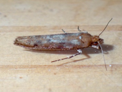 Ypsolopha ustella - Kenneth Noble