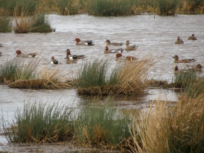 wigeon (Anas penelope) Kenneth Noble