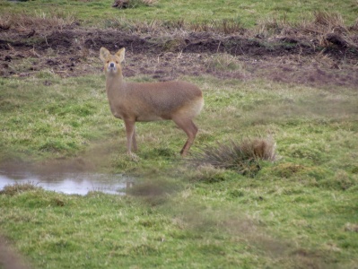 Chinese water deer (Hydropotes inermis) Kenneth Noble