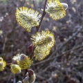  Pussy Willow (Salix caprea) Kenneth Noble