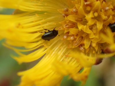 Meligethes aeneus on coltsfoot - Kenneth Noble