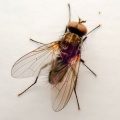 Anthomyiidae fly - Kenneth Noble