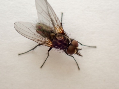 Anthomyiidae fly - Kenneth Noble
