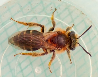 Short-fringed mining bee (Andrena dorsata) Kenneth Noble
