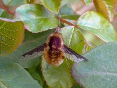 dark-edged bee-fly (Bombylius major) Kenneth Noble