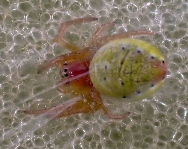 Araniella cucurbitina sl (cucumber green orb spider) Kenneth Noble