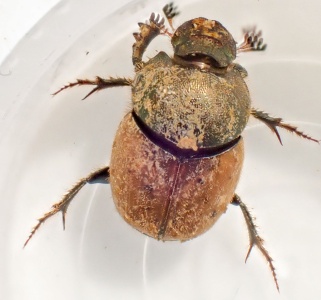 Onthophagus medius (a dung beetle) Kenneth Noble
