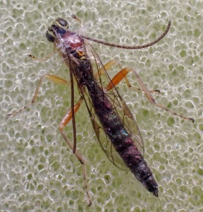 Ichneumonid wasp (Tromatobia lineatoria) Kenneth Noble