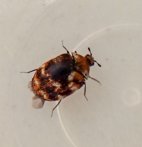 varied carpet beetle (Anthrenus verbasci) Kenneth Noble