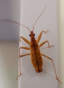 common damsel bug (Nabis rugosus) Kenneth Noble