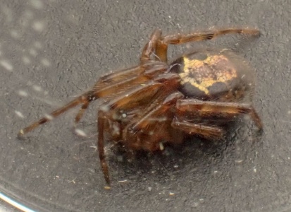 Noble false widow spider (Steatoda nobilis) Kenneth Noble