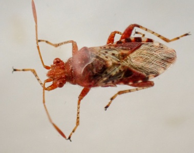 Rhopalidae