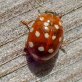 cream-spot ladybird (Calvia quatuordecimguttata) Kenneth Noble