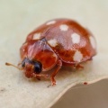cream-spot ladybird (Calvia quatuordecimguttata) Kenneth Noble